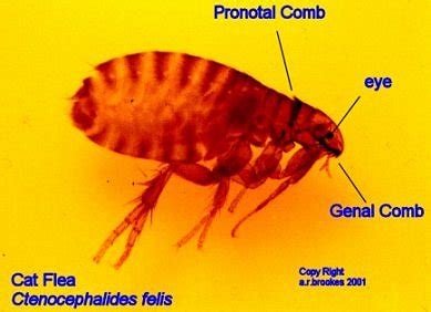 Flea red - The size of a flea varies between 1/12’’ to 1/6” in length and they tend to be dark red or brown in color. They are relatively flat in shape and have two antennae and six legs. They do not possess wings, although their strong legs allow them to jump long distances. While they are a small pest, fleas can typically be seen with the naked eye.